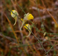 Nanorrhinum scoparium