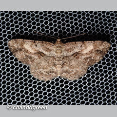 Psilalcis galsworthyi