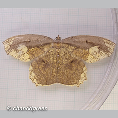 Pareumelea eugeniata