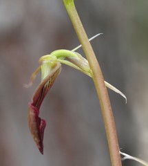 Cryptostylis ovata