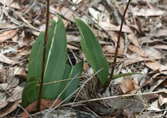 Cryptostylis ovata