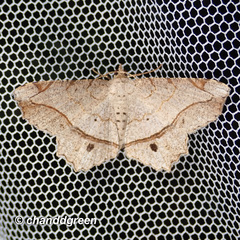 Chiasmia monticolaria