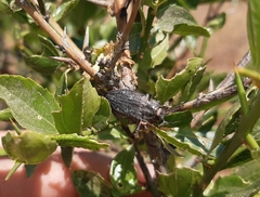 Chrysobothris bothrideres