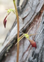 Cryptostylis ovata
