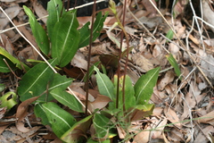 Cryptostylis ovata