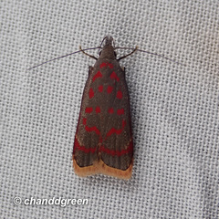 Dichomeris sandycitis