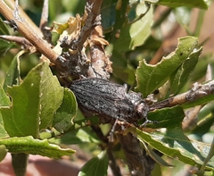 Chrysobothris bothrideres