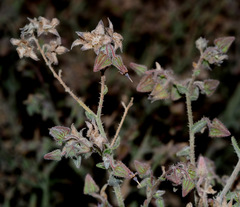 Trichodesma africanum