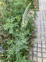 Reseda alba
