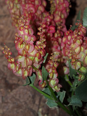 Rumex cyprius