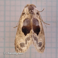 Meekistrotia molybdota