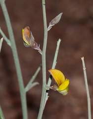 Crotalaria aegyptiaca