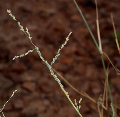 Panicum turgidum