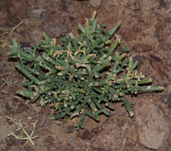 Anabasis setifera