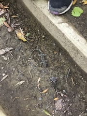 Mokopirirakau granulatus