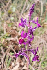 Linaria elegans