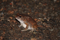 Sclerophrys pusilla