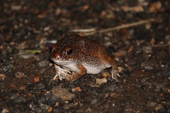 Sclerophrys pusilla