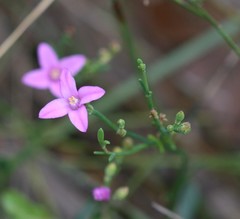 Boronia spathulata
