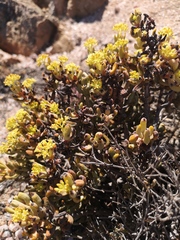 Crassula brevifolia