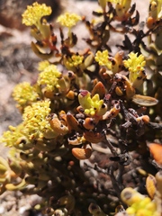 Crassula brevifolia