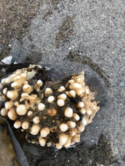 Saccorhiza polyschides