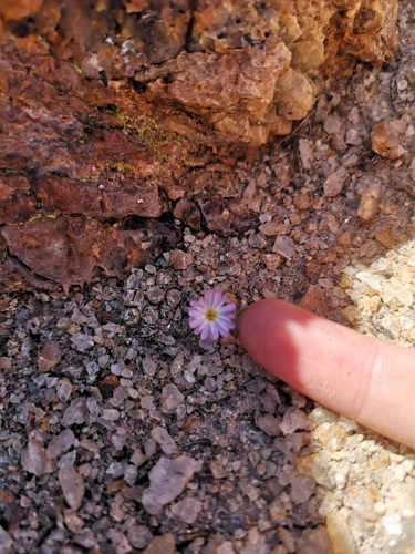 Conophytum ectypum