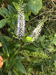 Veronica pubescens sejuncta
