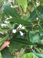 Veronica pubescens sejuncta
