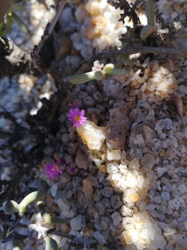 Conophytum ectypum