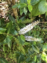 Veronica pubescens sejuncta