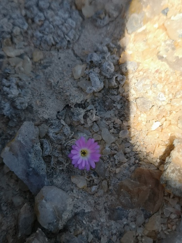Conophytum ectypum