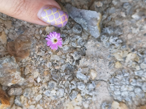 Conophytum ectypum