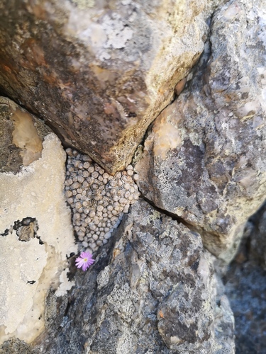 Conophytum ectypum