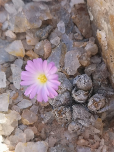 Conophytum ectypum