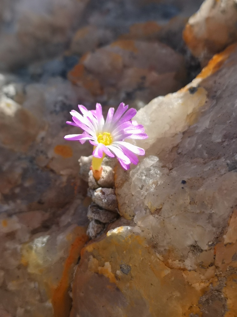 Conophytum ectypum, Namakwa, ZA-NC, ZA