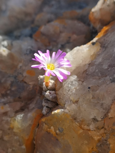 Conophytum ectypum