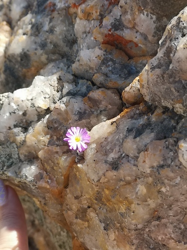 Conophytum ectypum