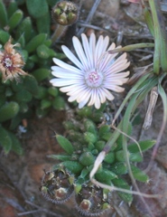 Trichodiadema strumosum