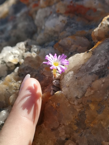 Conophytum ectypum