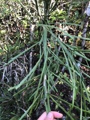 Carmichaelia williamsii