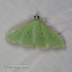 Parotis punctiferalis