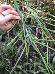 Carmichaelia williamsii