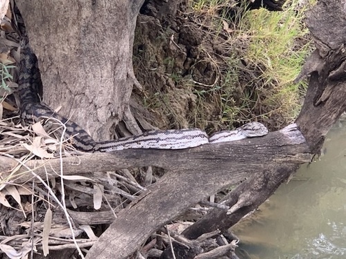 Inland Carpet Python sighting