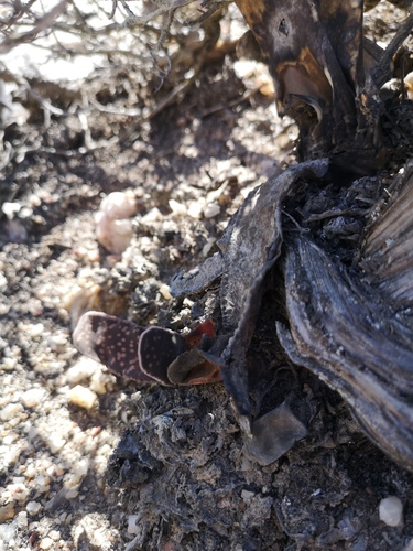 Gasteria pillansii