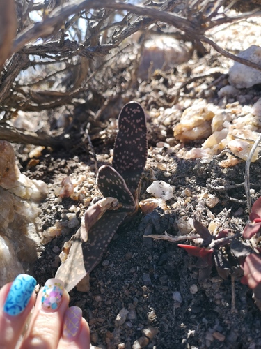 Gasteria pillansii