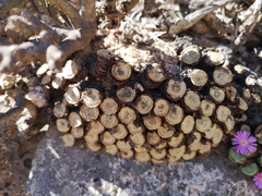 Conophytum wettsteinii