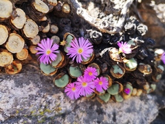 Conophytum wettsteinii