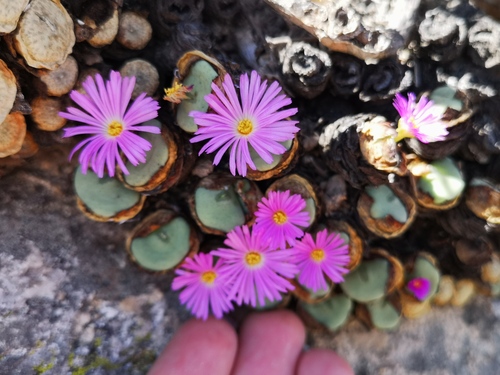 Conophytum wettsteinii