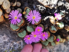 Conophytum wettsteinii